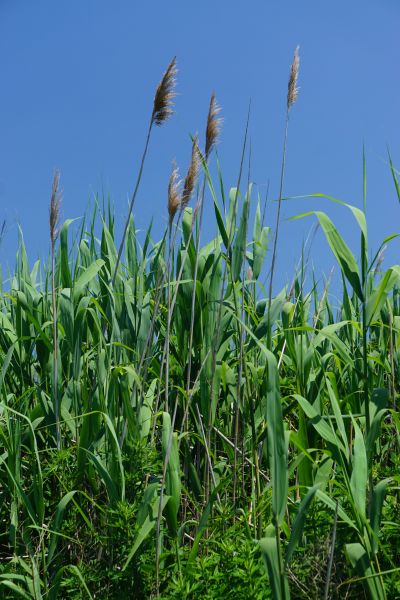 Native Grass Planting