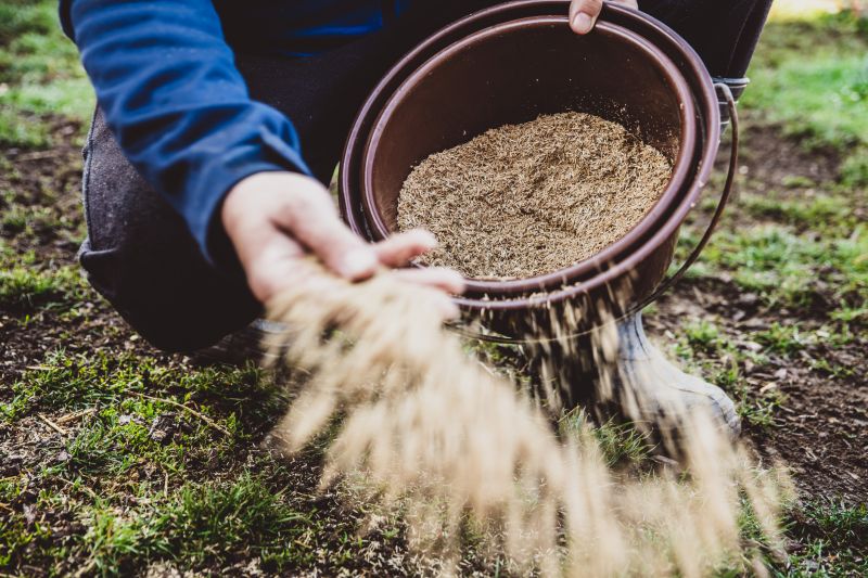 Native Grass Planting