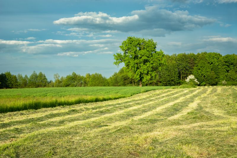 Native Grass Planting