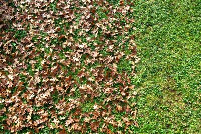 Mulching Leaves Effectively