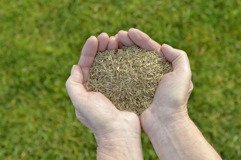 Native Grass Planting