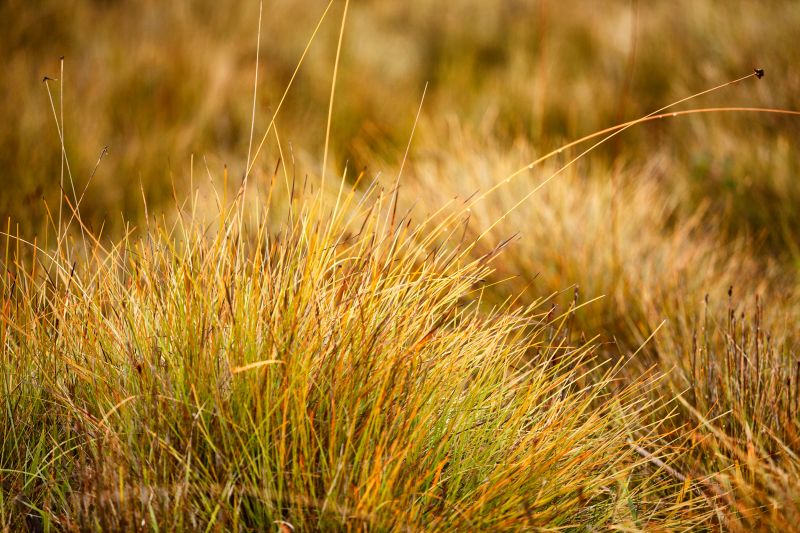 Native Prairie Restoration