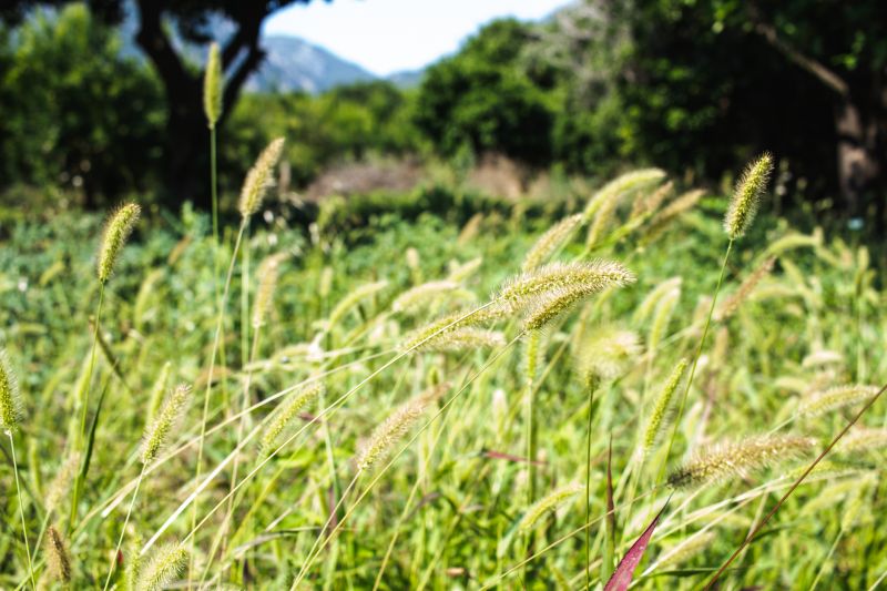Native Grass Restoration Project